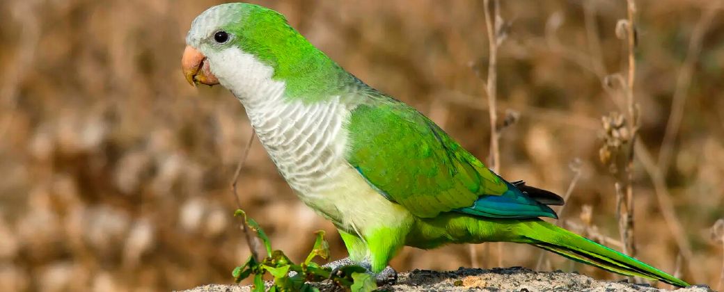 Myiopsitta monachus, también conocida como la cotorra argentina o cotorra monje, es un ave nativa de América del Sur. Créditos: Xataka.