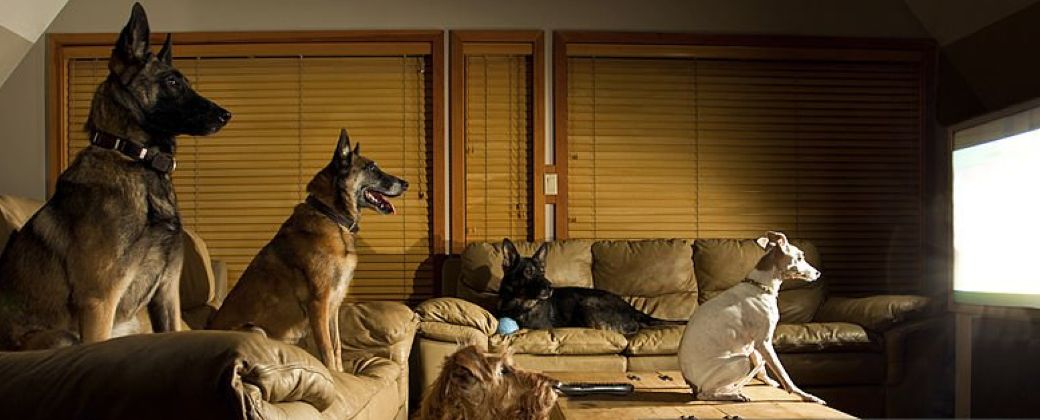 ¿Qué ven los perros cuando miran? Crédito: istockphoto.