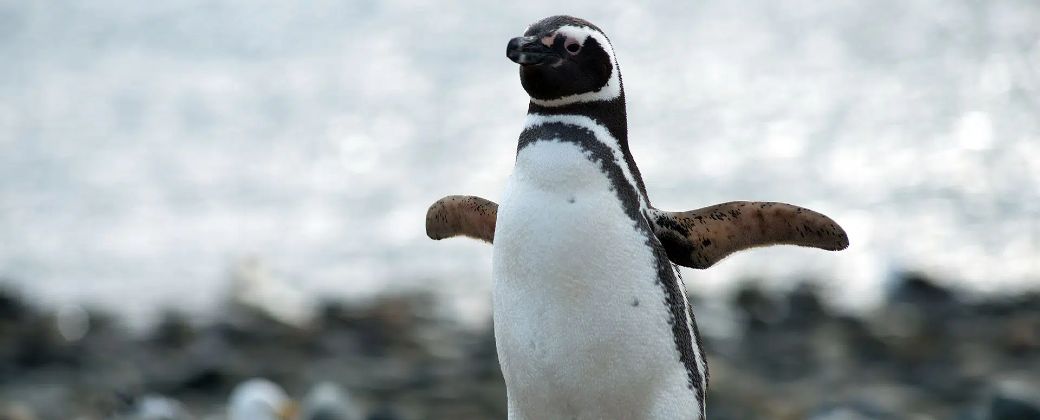 Pingüino de Magallanes. Créditos: Noticias ambientales.