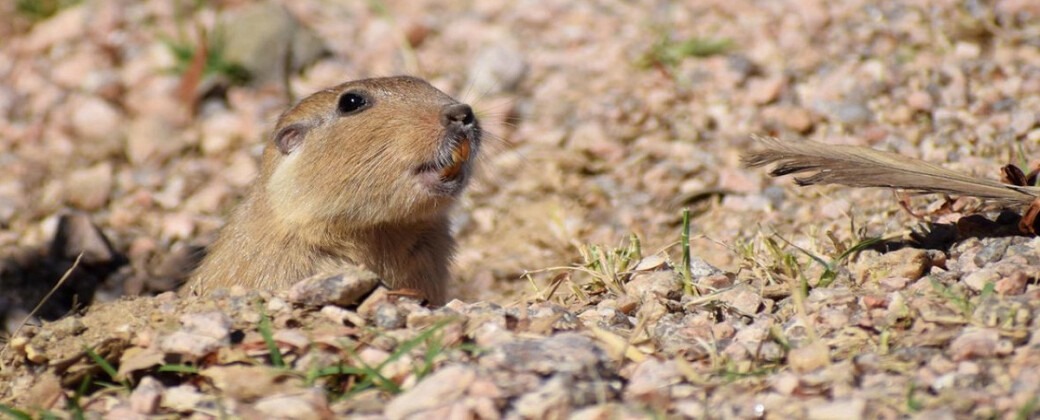 Tuco-tuco colonial, una especie en peligro. Créditos: Conicet.