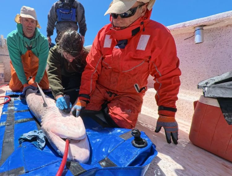 Investigadores le realizan una ecografía a un tiburón gatopardo hembra. Créditos: CIC.