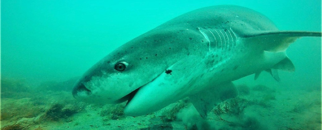 Un tiburón gatopardo navegando por la costa argentina. Créditos: Proyecto Arrecife – Laboratorio Ecología de Peces (Cesimar-Conicet)