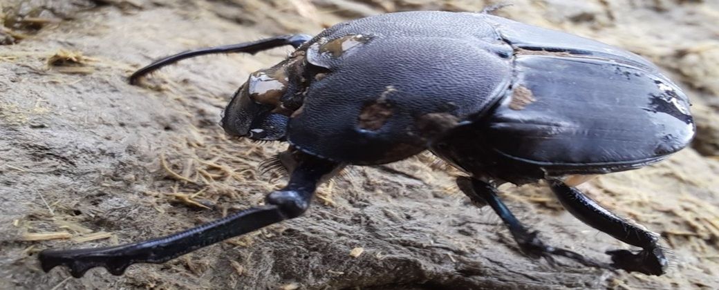 Imagen del escarabajo pelotero. Créditos: Conicet.