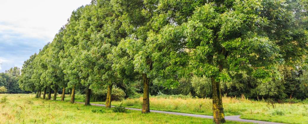 Uno de los árboles plantados en un suburbio en la isla Bribie es el Fresno. Créditos: Huertox.