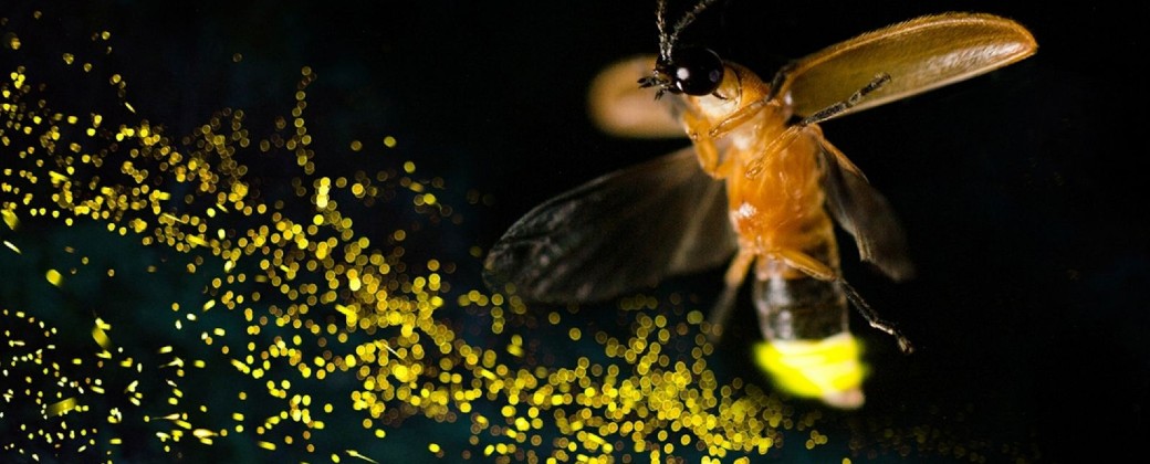 Las luciérnagas emiten luz gracias a un fenómeno conocido como bioluminscencia (imagen: National Geographic).