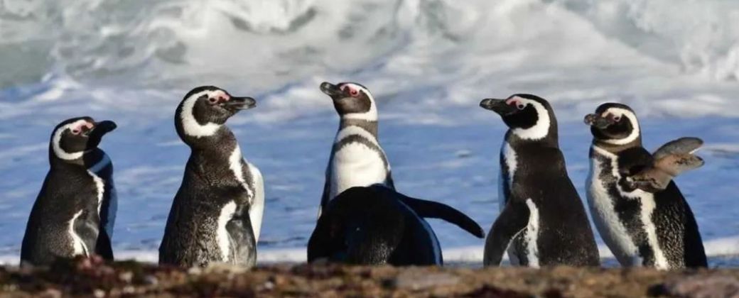 La observación es no invasiva ya que no hay iluminación en nidos, los ingresos son perimetrales y el mantenimiento se realiza a intervalos amplios. Créditos: El extremos sur.