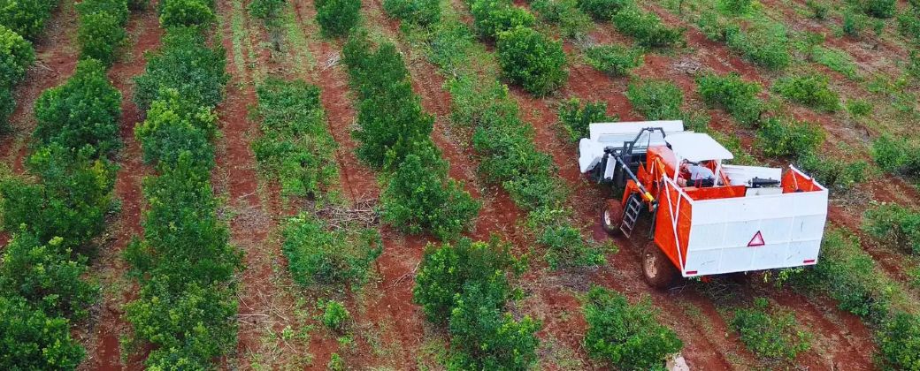 Argentina controla cerca del 60 por ciento del mercado mundial de yerba mate. Créditos: Inta Informa.