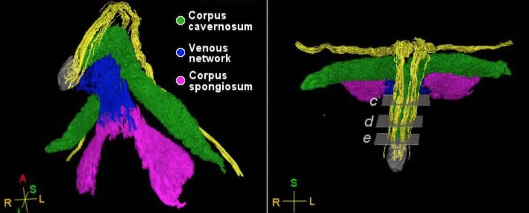 Mapa de nervios del clítoris. Créditos: Artículo de investigación.