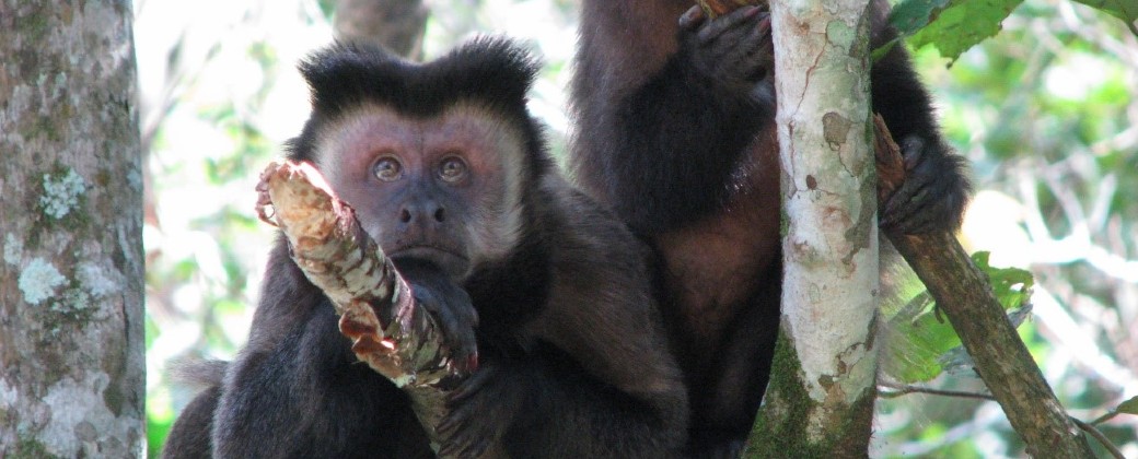 Los monos caí buscan el interior de los árboles como fuente de alimentación (imagen: CONICET Nordeste).