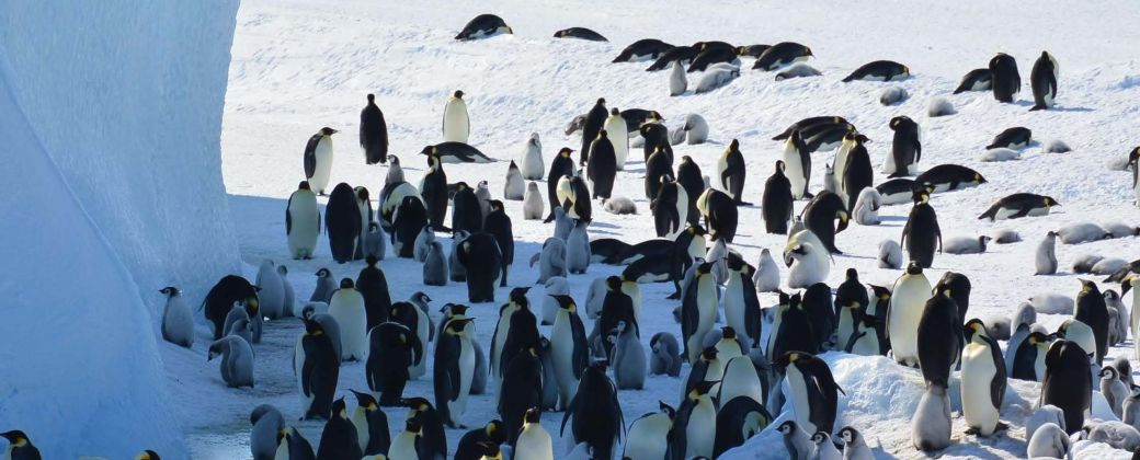 El pingüino emperador es una de las especies que cambió de categoría y ahora está en peligro de extinción. Créditos: Philip Trathan.