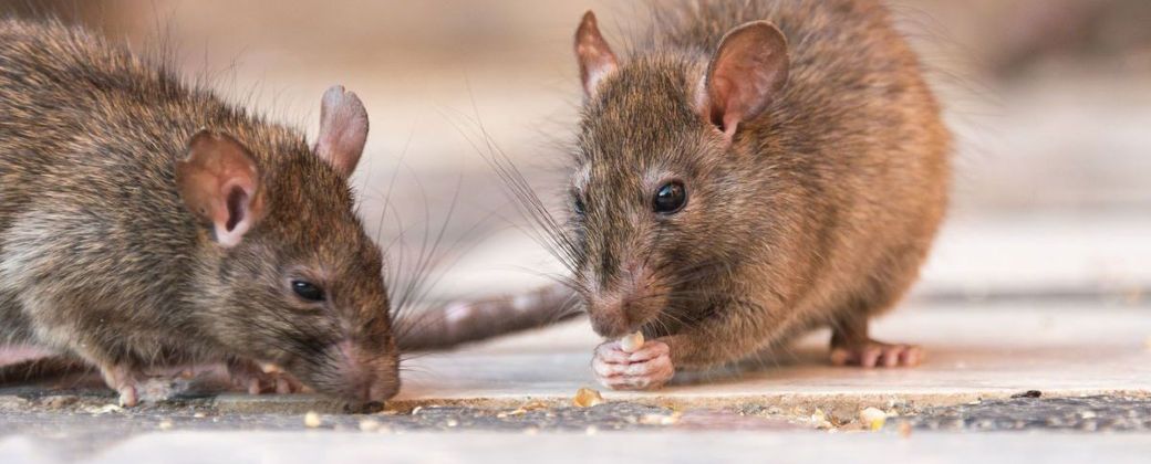 Ratas comiendo