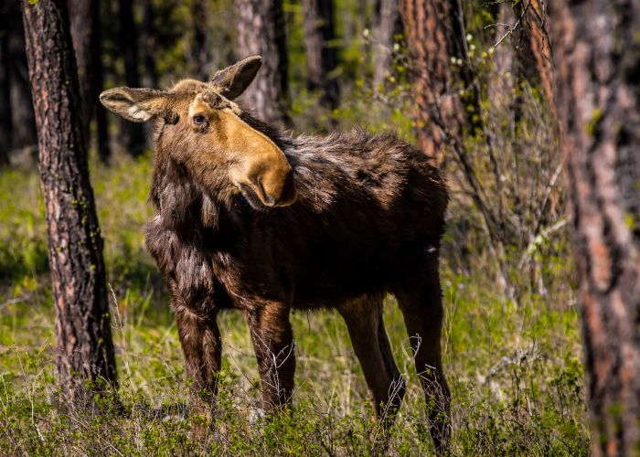 El alce, símbolo de los bosques boreales de América del Norte, inspira a Maple, la mascota canadiense del Mundial 2026. Crédito: FWS.