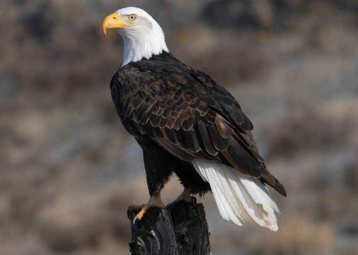 El águila calva, símbolo nacional de Estados Unidos y caso emblemático de recuperación ambiental, inspira a Clutch, la mascota estadounidense del Mundial 2026. Crédito:  FWS.