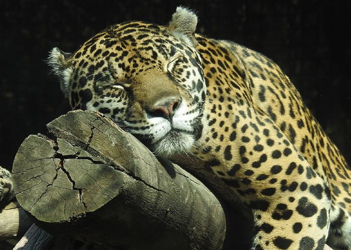 El jaguar, emblema de fuerza y memoria cultural en América, inspira a Zayu, la mascota mexicana del Mundial 2026. Crédito: Wikimedia.