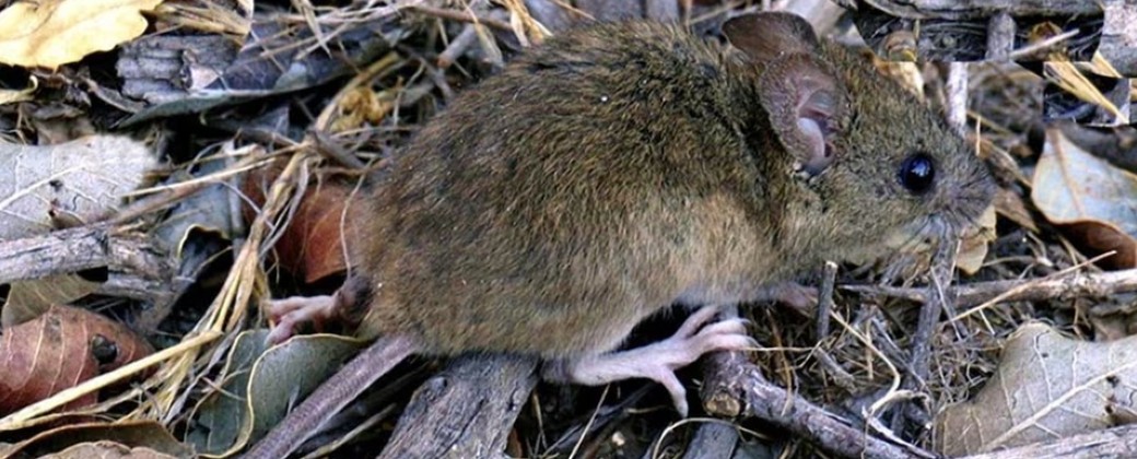 Con sus diez centímetros de longitud y sus ochenta gramos, el ratón orejudo andino es capaz de sobrevivir en un amplio rango de geografías (imagen: La Nación)
