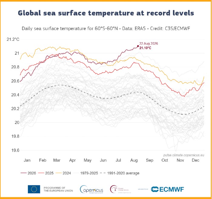 Temperatura superficial diaria del mar (°C) promediada sobre el océano global extrapolar (60°S–60°N) para 2024 (amarillo), 2025 (naranja) y 2026 (rojo). Todos los demás años entre 1979 y 2023 se muestran con líneas grises.  Crédito: C3S/ECMWF.