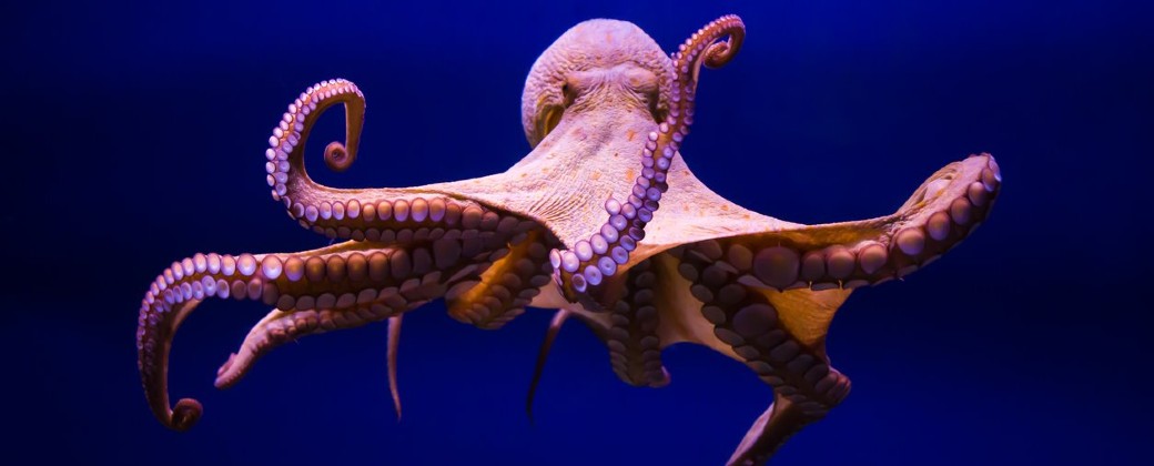 Los cambios en el tamaño de los moluscos no serán uniformes. Créditos: National Geographic.