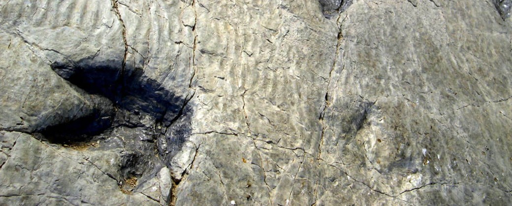 Las huellas fósiles hablan de como evolucionaron las aves (imagen: Geological man blog)