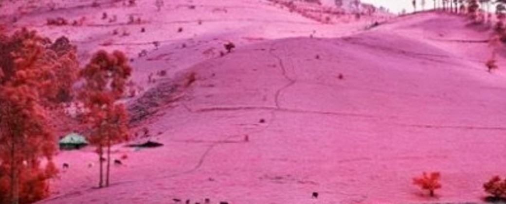 La nieve rosa se conoce también como sandía y se debe a la presencia de microalgas (imagen: La Vanguardia)