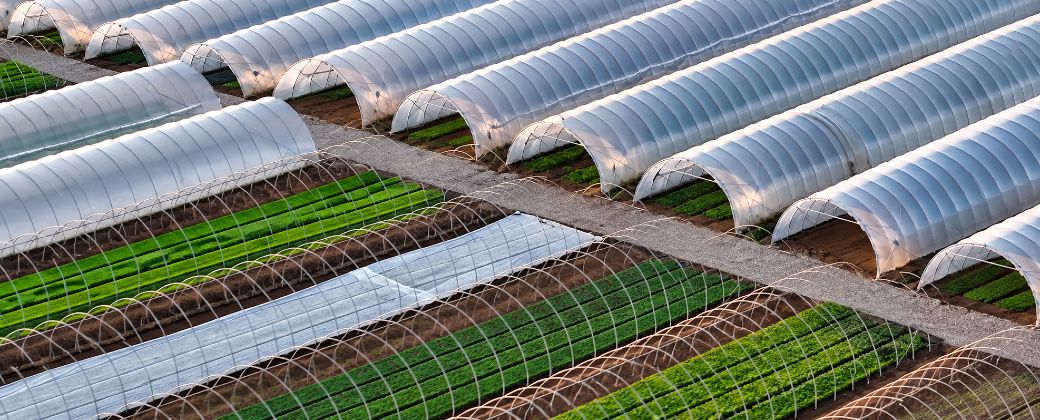 La transformación de los sistemas alimentarios podría reducir la superficie agrícola necesaria hacia 2050, si se combinan dietas más saludables, menos desperdicio y mayor productividad. Crédito: Pexels.