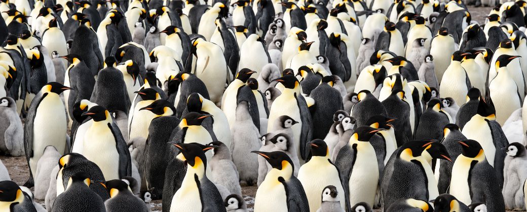 Los pingüinos emperador dependen del hielo marino estable para reproducirse. Un nuevo estudio detectó grandes desplazamientos de cinco colonias durante la última década. Crédito: Secretatlas.