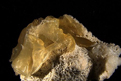 Plasticoral recogido en la costa de Ibe, dentro del Parque Nacional de Yanbaru, en el norte de la isla principal de Okinawa, Japón. Créditos: Ilechukwu .