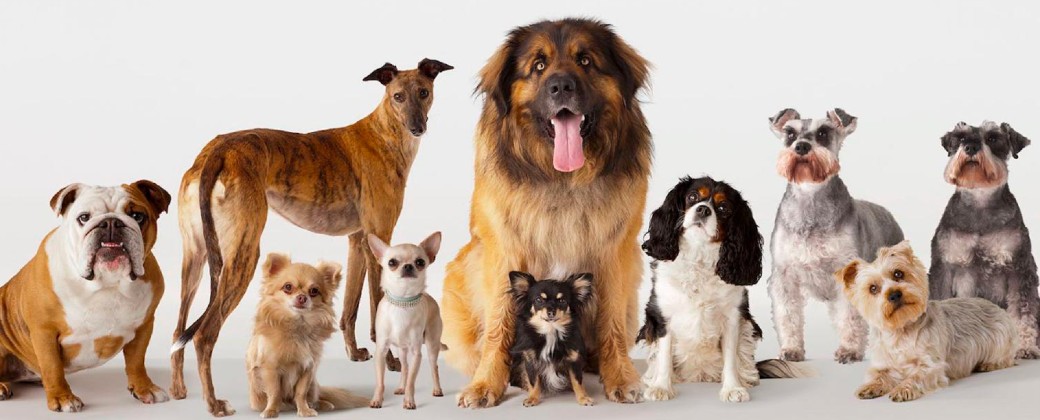 Las respuestas del envejecimiento aparecen de la mano de los patrones de metilación del ADN (imagen: mascotas.com)