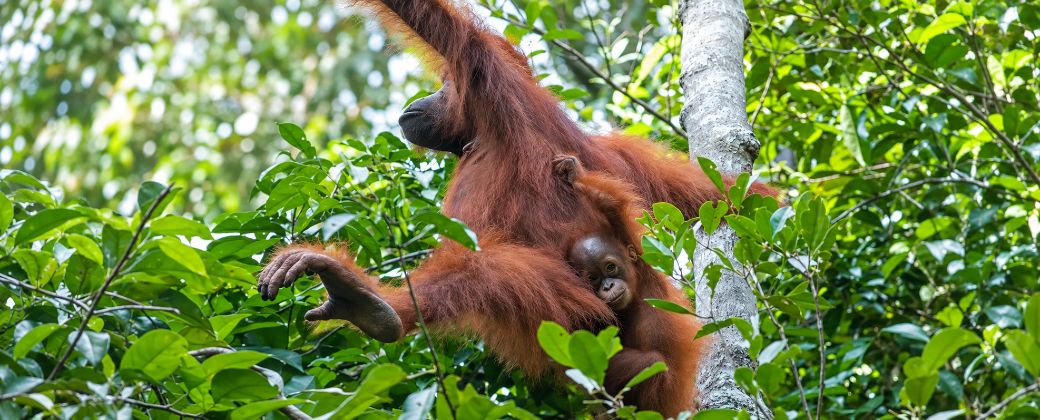 Unos 20 minutos de juego podían requerir recorridos más largos para sus madres. Así lo registró un estudio de 15 años en Borneo. Crédito: Proyecto de Investigación sobre Orangotanges de Tuanan UZH.