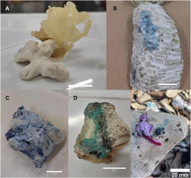 Plasticorales recolectados en A) Playa Ibu, B) Playa Odo y C) Playa Sosu. Créditos: Paper publicado en Science Direct.